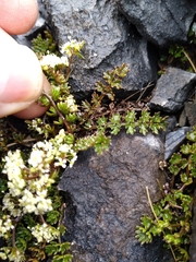 Gingidia decipiens