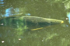 Cyprinus carpio carpio