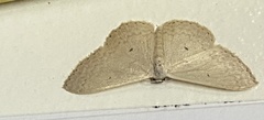 Cyclophora turneri
