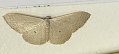 Cyclophora turneri