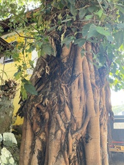 Ficus religiosa