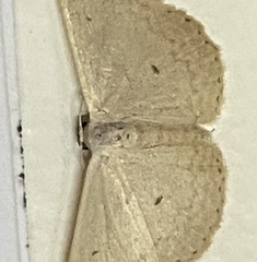 Cyclophora turneri