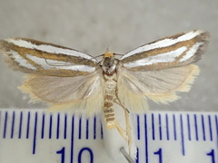 Myrascia interlineatella