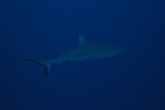 Carcharhinus amblyrhynchos