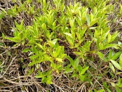 Traversia baccharoides