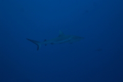 Carcharhinus amblyrhynchos