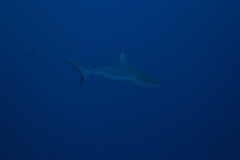 Carcharhinus amblyrhynchos