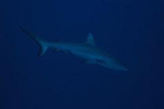Carcharhinus amblyrhynchos