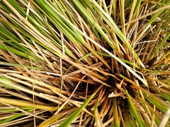 Chionochloa pallens