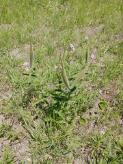 Oxypetalum solanoides