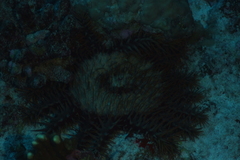 Acanthaster planci