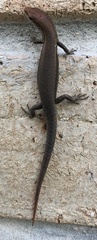 Lampropholis