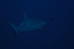 Carcharhinus amblyrhynchos