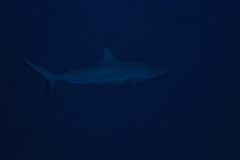 Carcharhinus amblyrhynchos