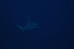 Carcharhinus amblyrhynchos