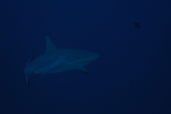 Carcharhinus amblyrhynchos