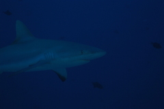 Carcharhinus amblyrhynchos