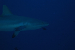 Carcharhinus amblyrhynchos