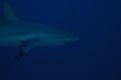 Carcharhinus amblyrhynchos