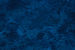 Carcharhinus amblyrhynchos