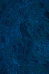 Carcharhinus amblyrhynchos