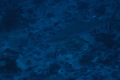 Carcharhinus amblyrhynchos