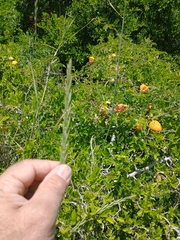 Elymus scabrifolius