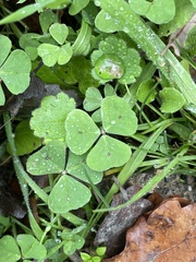 Medicago arabica