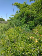 Elymus scabrifolius