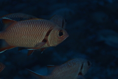 Priacanthus