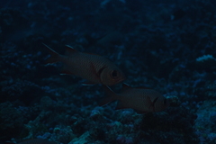 Priacanthus