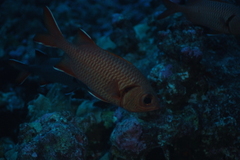 Priacanthus