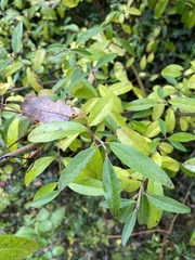 Ligustrum vulgare