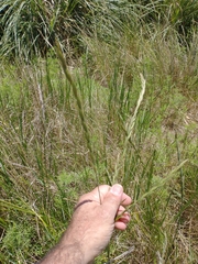 Elymus scabrifolius