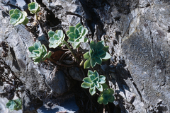 Sedum palmeri