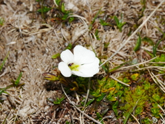 Ourisia caespitosa