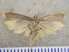 Myrascia interlineatella