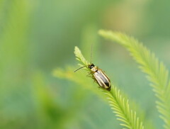 Monolepta subsuturalis