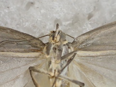 Myrascia interlineatella
