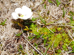 Ourisia caespitosa