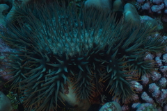 Acanthaster planci