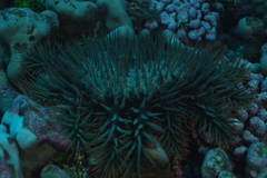 Acanthaster planci