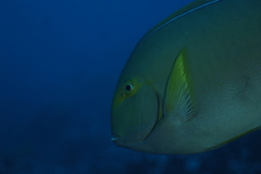 Acanthurus xanthopterus