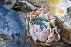 Echeveria simulans