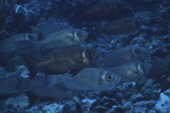 Priacanthidae