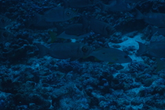 Priacanthidae