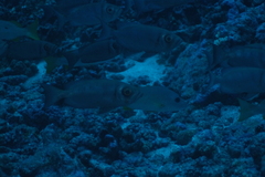 Priacanthidae
