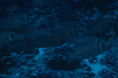 Priacanthidae