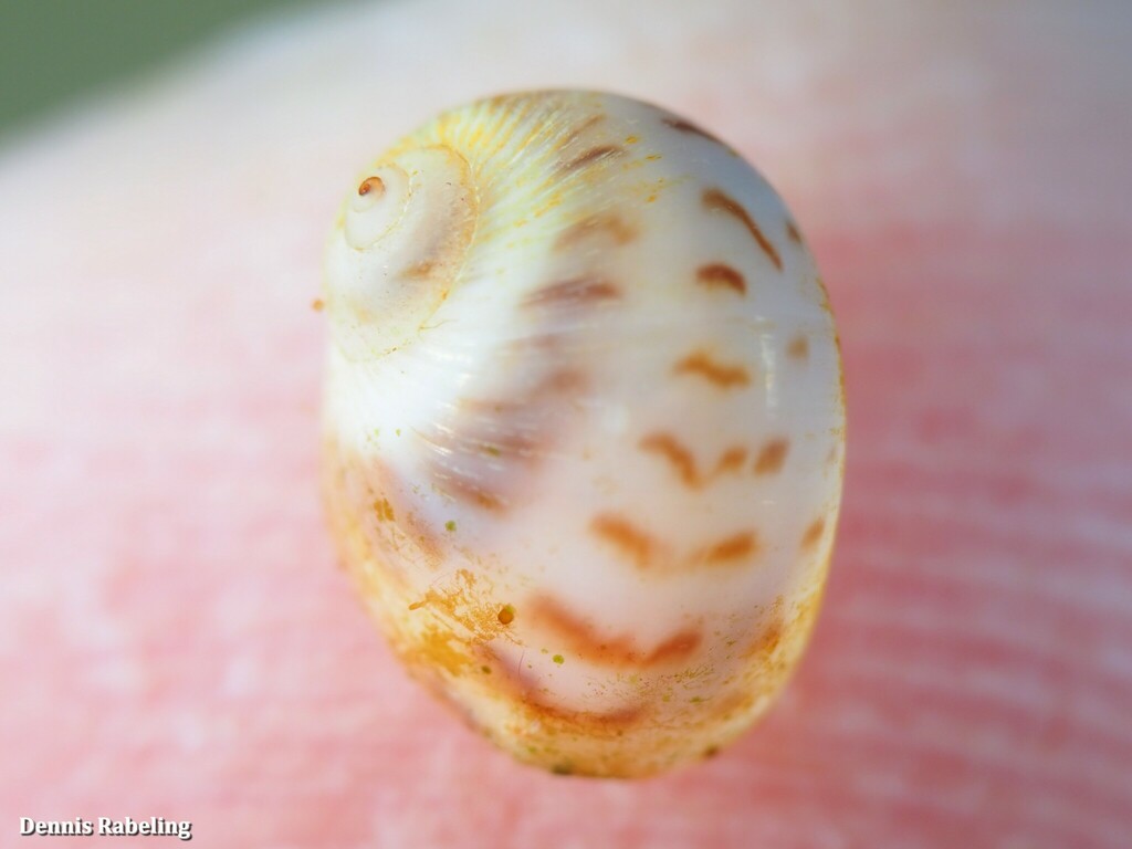 Tectonatica rizzae