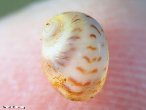 Representative image of Tectonatica rizzae